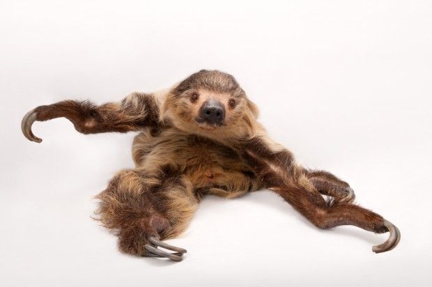 Two-toed sloth